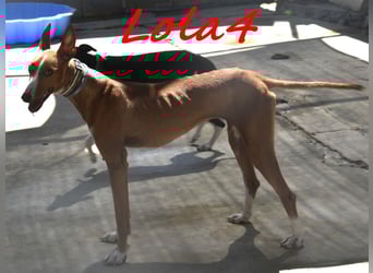 Lola4 geb. 08/2024 (ESP) - verspielte und kluge Podenco Canario Hündin!