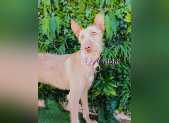 Nikki1 geb. 03/2022 (ESP) - liebe und zarte Podenca!