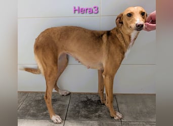 Hera3 geb. 02/2023 (ESP) - fröhliche, entspannte und dankbare Podenca! Hera3 geb. 02/2023 (ESP) - fröhliche, entspannte und dankbare Podenca!