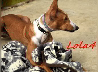 Lola4 geb. 08/2024 (ESP) - verspielte und kluge Podenco Canario Hündin!
