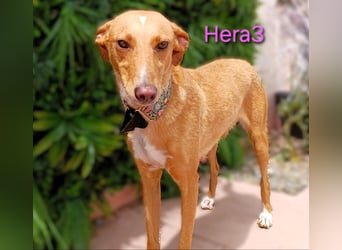 Hera3 geb. 02/2023 (ESP) - fröhliche, entspannte und dankbare Podenca! Hera3 geb. 02/2023 (ESP) - fröhliche, entspannte und dankbare Podenca!