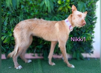 Nikki1 geb. 03/2022 (ESP) - liebe und zarte Podenca!