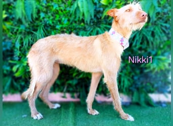 Nikki1 geb. 03/2022 (ESP) - liebe und zarte Podenca!