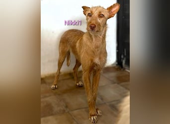 Nikki1 geb. 03/2022 (ESP) - liebe und zarte Podenca!