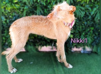 Nikki1 geb. 03/2022 (ESP) - liebe und zarte Podenca!