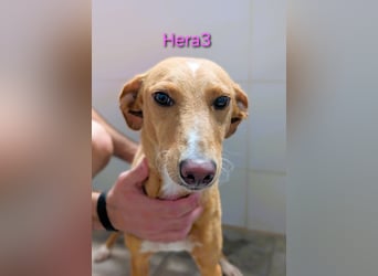 Hera3 geb. 02/2023 (ESP) - fröhliche, entspannte und dankbare Podenca! Hera3 geb. 02/2023 (ESP) - fröhliche, entspannte und dankbare Podenca!