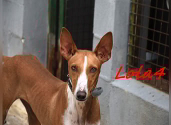 Lola4 geb. 08/2024 (ESP) - verspielte und kluge Podenco Canario Hündin!