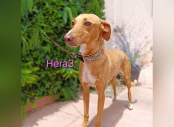 Hera3 geb. 02/2023 (ESP) - fröhliche, entspannte und dankbare Podenca! Hera3 geb. 02/2023 (ESP) - fröhliche, entspannte und dankbare Podenca!