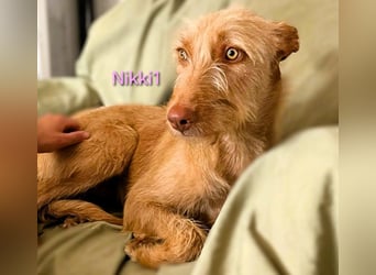 Nikki1 geb. 03/2022 (ESP) - liebe und zarte Podenca!