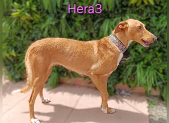 Hera3 geb. 02/2023 (ESP) - fröhliche, entspannte und dankbare Podenca! Hera3 geb. 02/2023 (ESP) - fröhliche, entspannte und dankbare Podenca!