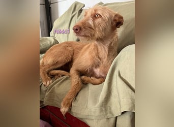 Nikki1 geb. 03/2022 (ESP) - liebe und zarte Podenca!