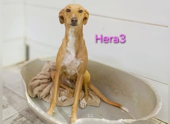 Hera3 geb. 02/2023 (ESP) - fröhliche, entspannte und dankbare Podenca! Hera3 geb. 02/2023 (ESP) - fröhliche, entspannte und dankbare Podenca!