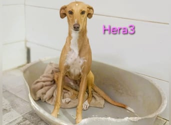 Hera3 geb. 02/2023 (ESP) - fröhliche, entspannte und dankbare Podenca! Hera3 geb. 02/2023 (ESP) - fröhliche, entspannte und dankbare Podenca!