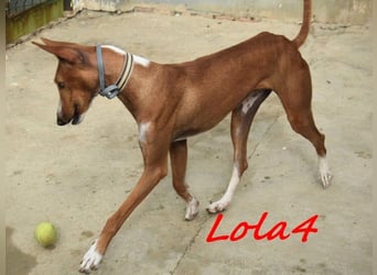 Lola4 geb. 08/2024 (ESP) - verspielte und kluge Podenco Canario Hündin!