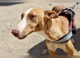 Amapola - freundlich, aufmerksam und zutraulich