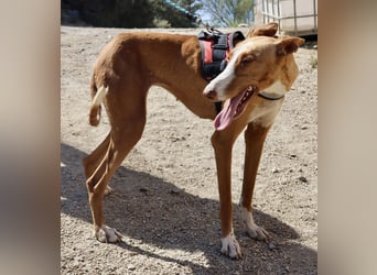 Amapola - freundlich, aufmerksam und zutraulich