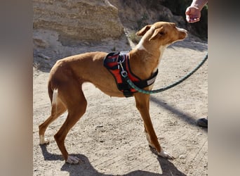 Amapola - freundlich, aufmerksam und zutraulich