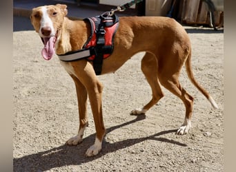 Amapola - freundlich, aufmerksam und zutraulich