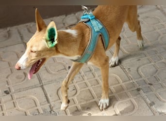 Moka - Freundlich, Zutraulich und Verträglich