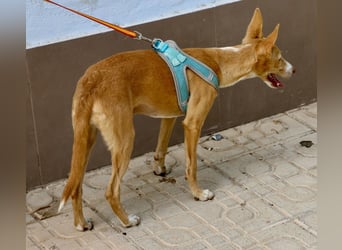 Moka - Freundlich, Zutraulich und Verträglich