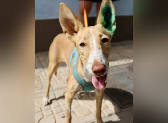 Moka - Freundlich, Zutraulich und Verträglich