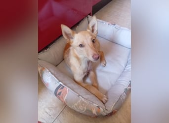 Fito