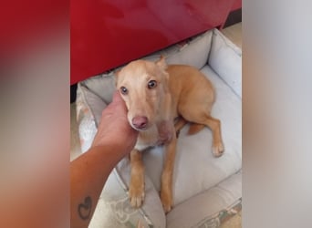 Fito