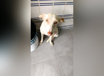 Pironella / ab Mitte 01/2026 auf PS in 55758 Vollmersbach