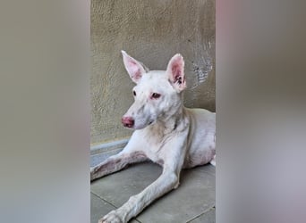 Albi