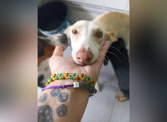 Pironella / ab Mitte 01/2026 auf PS in 55758 Vollmersbach