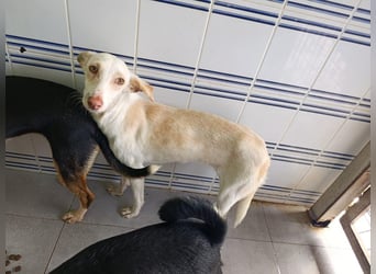 Pironella / ab Mitte 01/2026 auf PS in 55758 Vollmersbach