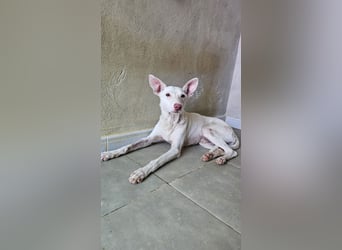 Albi