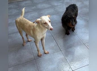 Pironella / ab Mitte 01/2026 auf PS in 55758 Vollmersbach