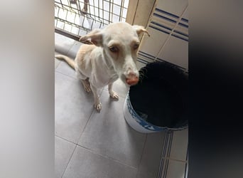 Pironella / ab Mitte 01/2026 auf PS in 55758 Vollmersbach