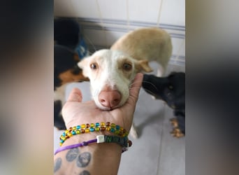 Pironella / ab Mitte 01/2026 auf PS in 55758 Vollmersbach