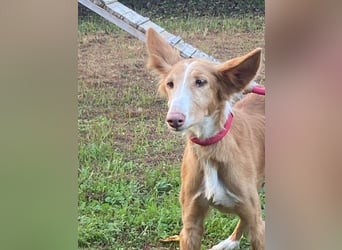 CHISPA- sucht ihr Zuhause, das ihr zum ersten Mal zeigt, wie es ist, geliebt und gesehen zu werden