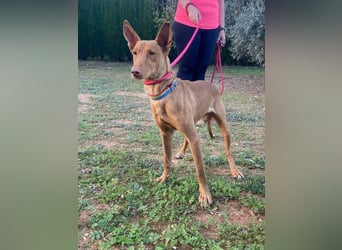 OREO-sein Wesen warm, sanft, zärtlich und voller Vertrauen. Jetzt fehlt nur sein liebevolles Zuhause