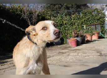 JENNY-bildschönes Mädchen wünscht sich ein tolles Für-immer-Zuhause