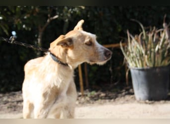 JENNY-bildschönes Mädchen wünscht sich ein tolles Für-immer-Zuhause