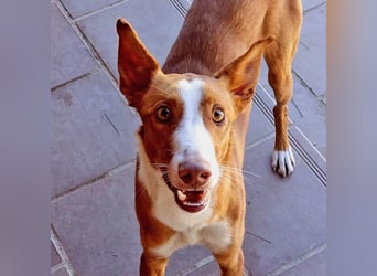 ELIO-verschmust, anhänglich, läuft wunderbar an der Leine und sucht sehnsüchtig Für-immer-Zuhause