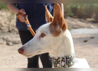 PALOMA-treuer, freundlicher Galgo bereit endlich in einem Zuhause anzukommen und geliebt zu werden