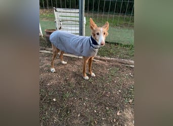 CHISPA- sucht ihr Zuhause, das ihr zum ersten Mal zeigt, wie es ist, geliebt und gesehen zu werden