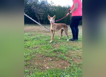 CHISPA- sucht ihr Zuhause, das ihr zum ersten Mal zeigt, wie es ist, geliebt und gesehen zu werden