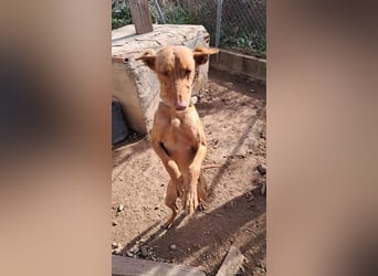 OREO-sein Wesen warm, sanft, zärtlich und voller Vertrauen. Jetzt fehlt nur sein liebevolles Zuhause