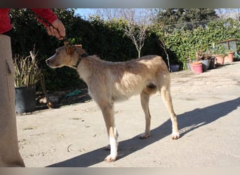 JENNY-bildschönes Mädchen wünscht sich ein tolles Für-immer-Zuhause