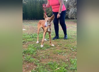 CHISPA- sucht ihr Zuhause, das ihr zum ersten Mal zeigt, wie es ist, geliebt und gesehen zu werden