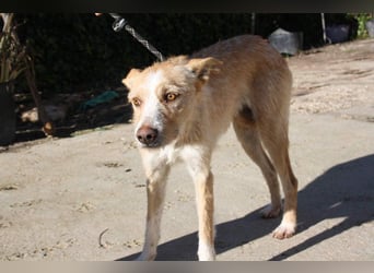 JENNY-bildschönes Mädchen wünscht sich ein tolles Für-immer-Zuhause