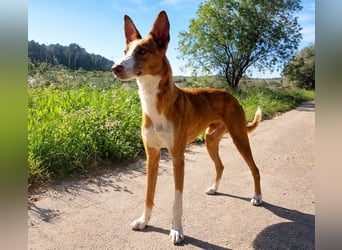 ELIO-verschmust, anhänglich, läuft wunderbar an der Leine und sucht sehnsüchtig Für-immer-Zuhause