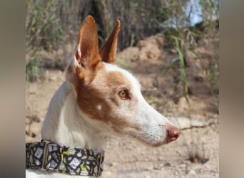 PALOMA-treuer, freundlicher Galgo bereit endlich in einem Zuhause anzukommen und geliebt zu werden