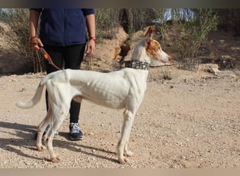 PALOMA-treuer, freundlicher Galgo bereit endlich in einem Zuhause anzukommen und geliebt zu werden